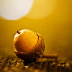 Acorn